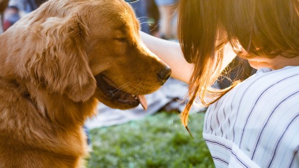 Breed-Based Bites: Decoding Your Pet’s Diet