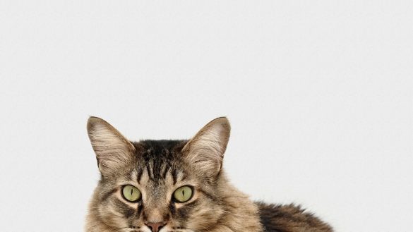 Finding Fido: Picking the Perfect Pet for Your Home