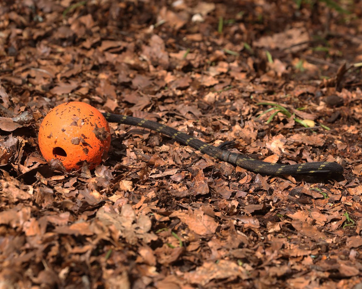 Decoding Discipline: The Purpose of Punishment in Pet Training