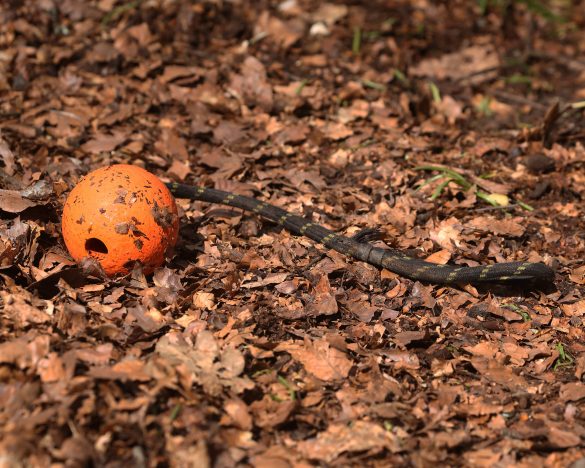 Decoding Discipline: The Purpose of Punishment in Pet Training