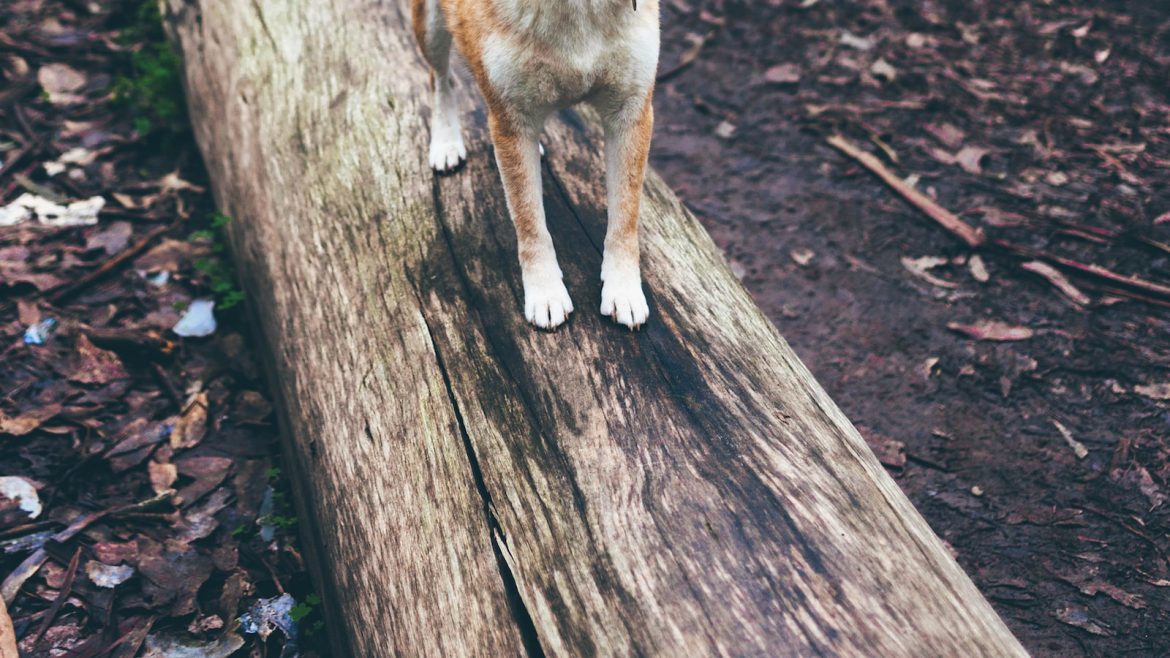 Bark to Basics: Mastering the Art of Dog Communication