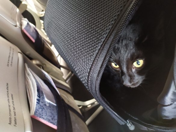 Safe Travels: Why Your Pet Needs a Seatbelt