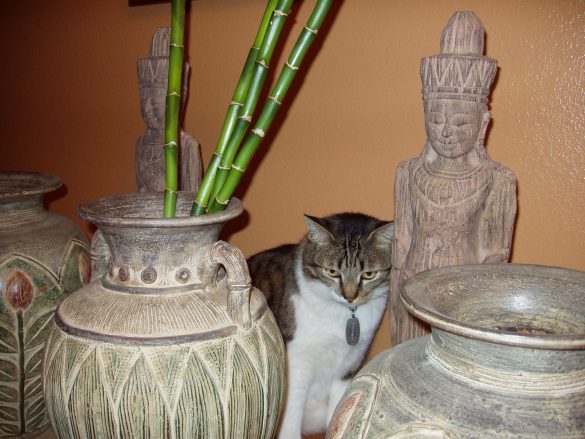 Unraveling the Mystery of Hairballs: Cat Care Tips