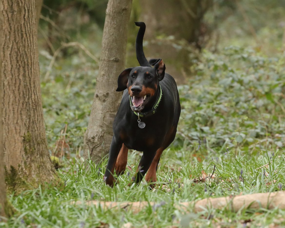 Paws-itive Socialization: The Key to Effective Pet Training