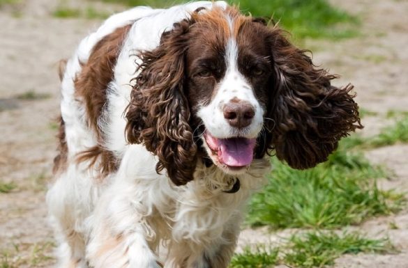 Match Your Family’s Lifestyle: Choosing the Perfect Pet Activity Level