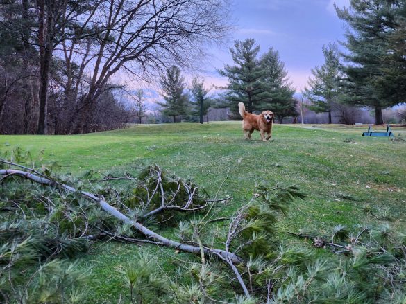 Unleashing the Advantages of Mixed Breed Pets