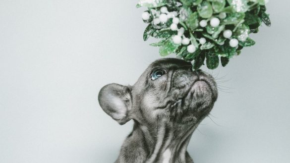 Gut-Friendly Pet Diets: A Guide