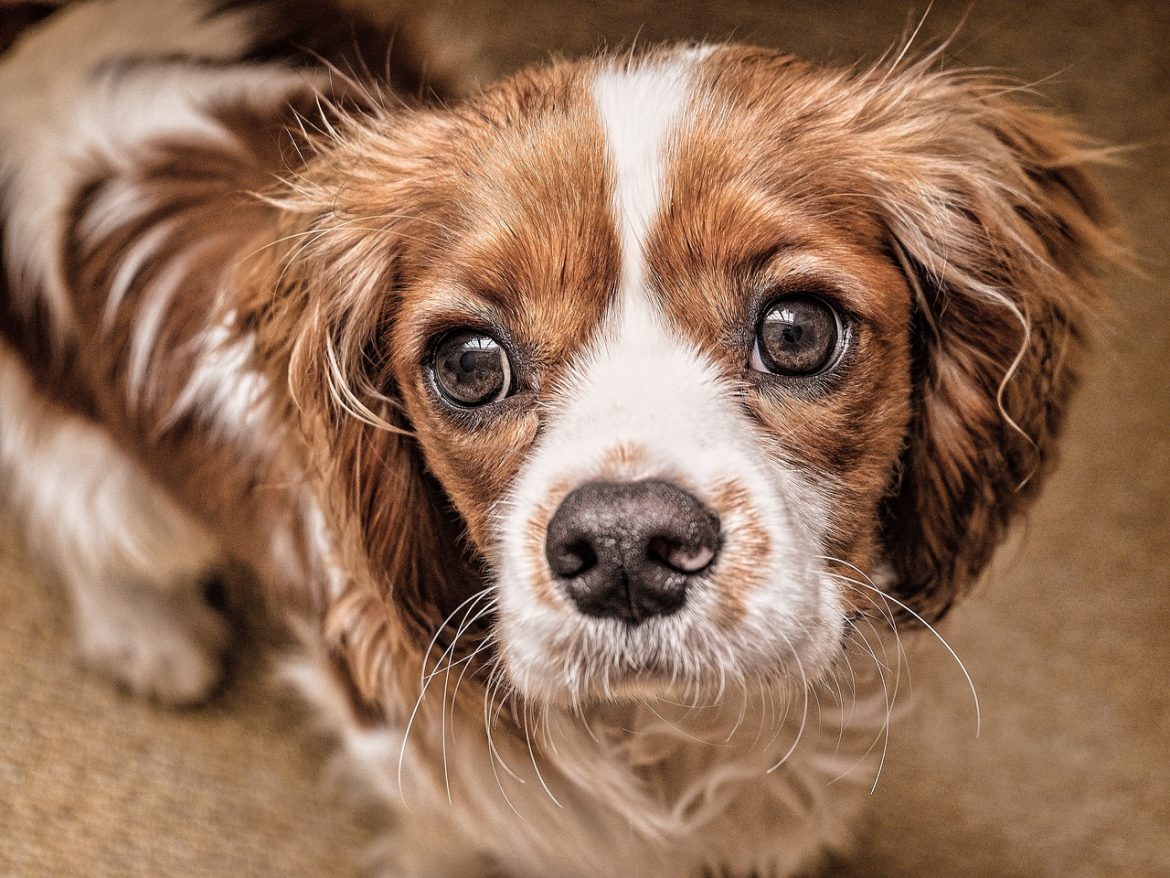 Calm Canine: Mastering Stressful Situations