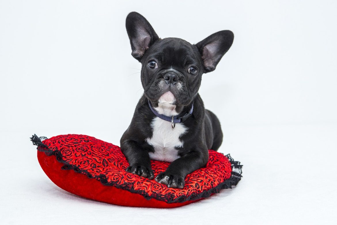 bulldog-1047518_1280