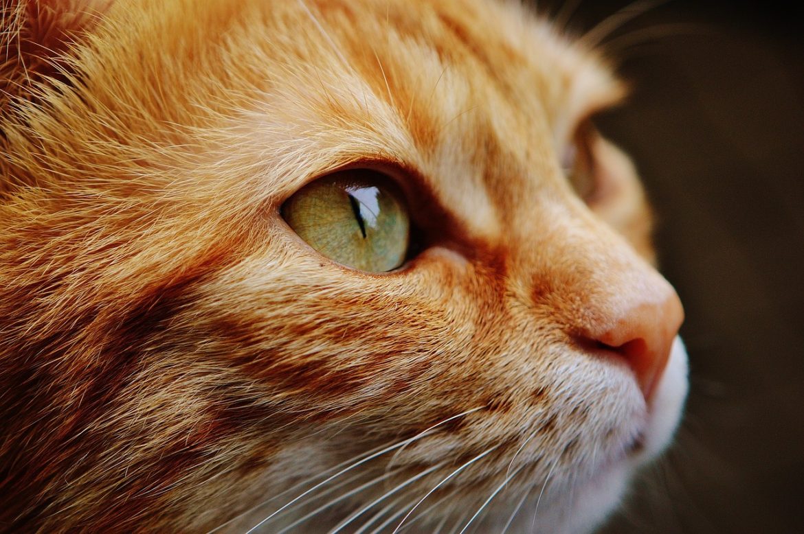 cat-1455468_1280