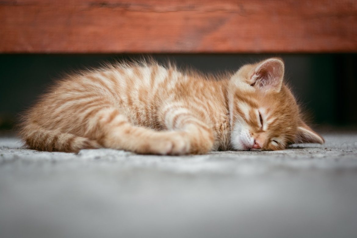 cat-1941089_1280