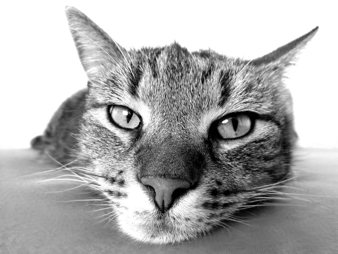 cat-98359_1280