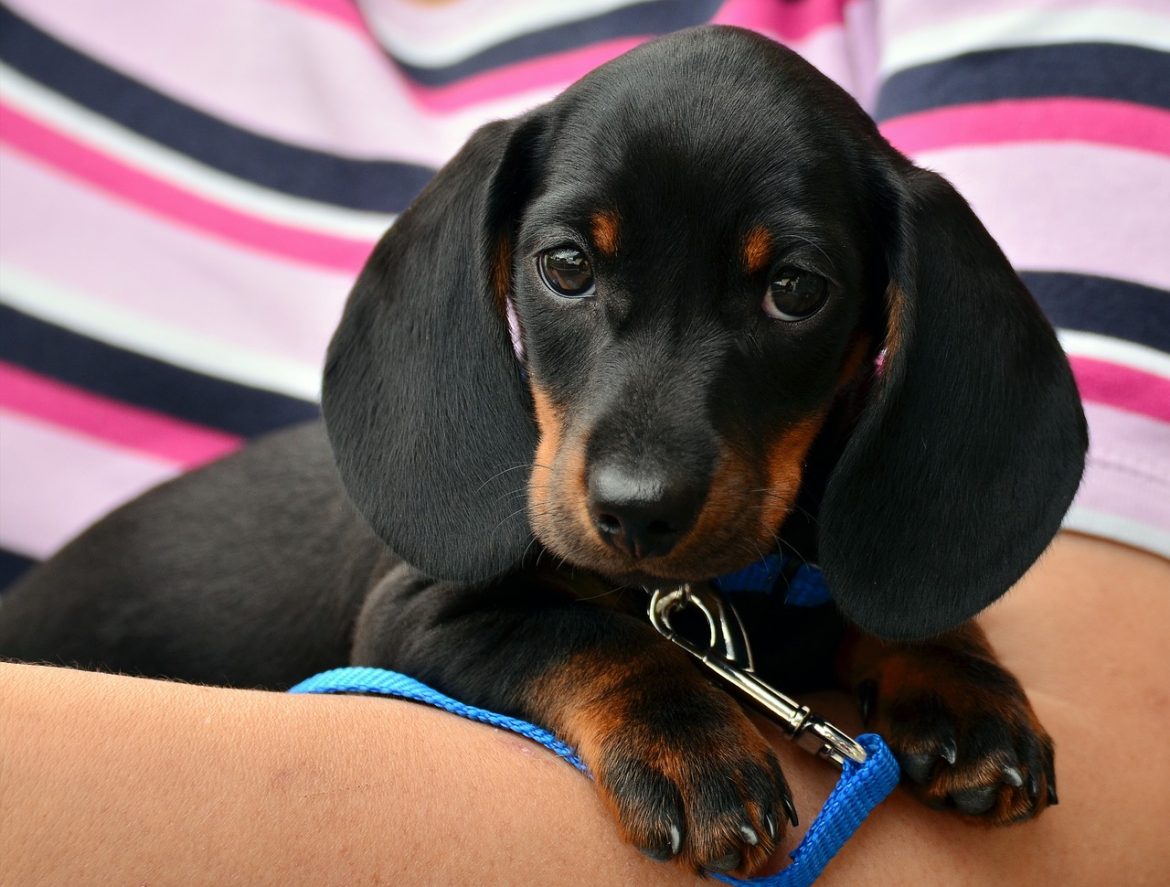 dachshund-1519374_1280