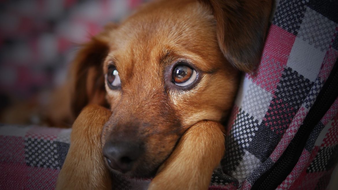 dog-3071334_1280
