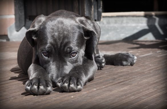 dog-423398_1280