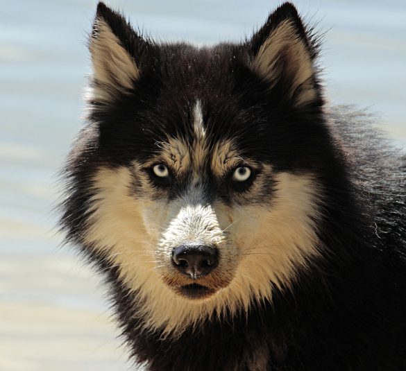 husky-3380548_1280