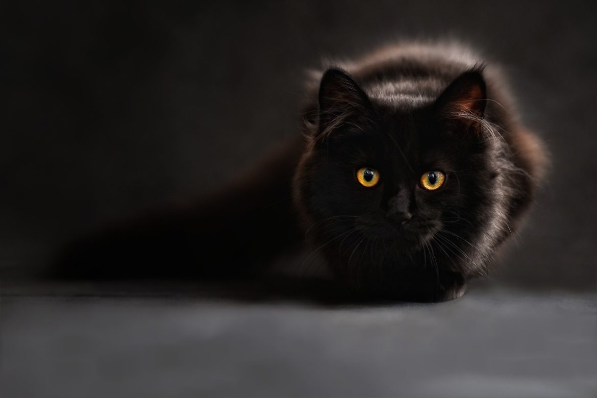 maine-coon-694730_1280