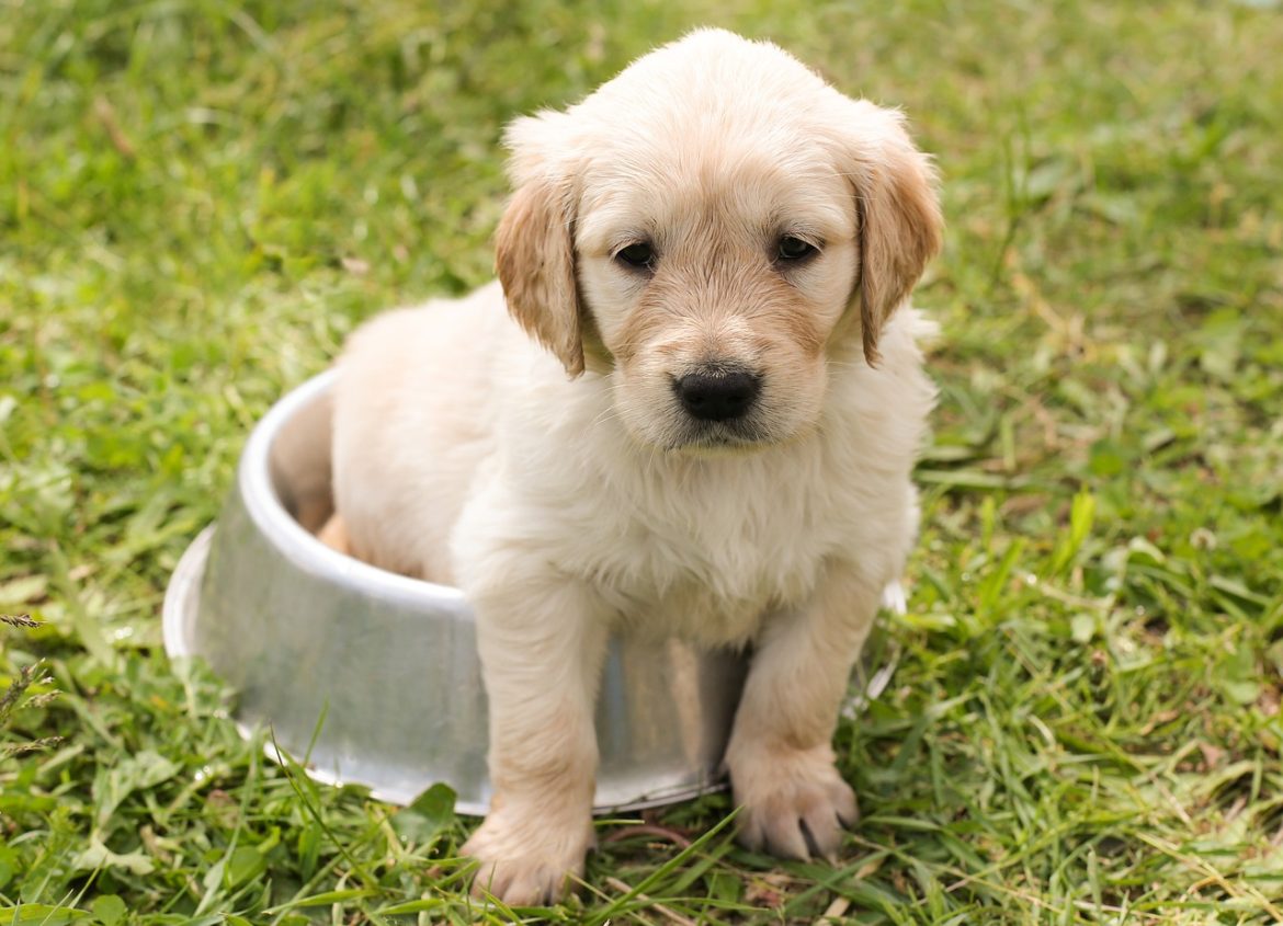 puppy-1207816_1280