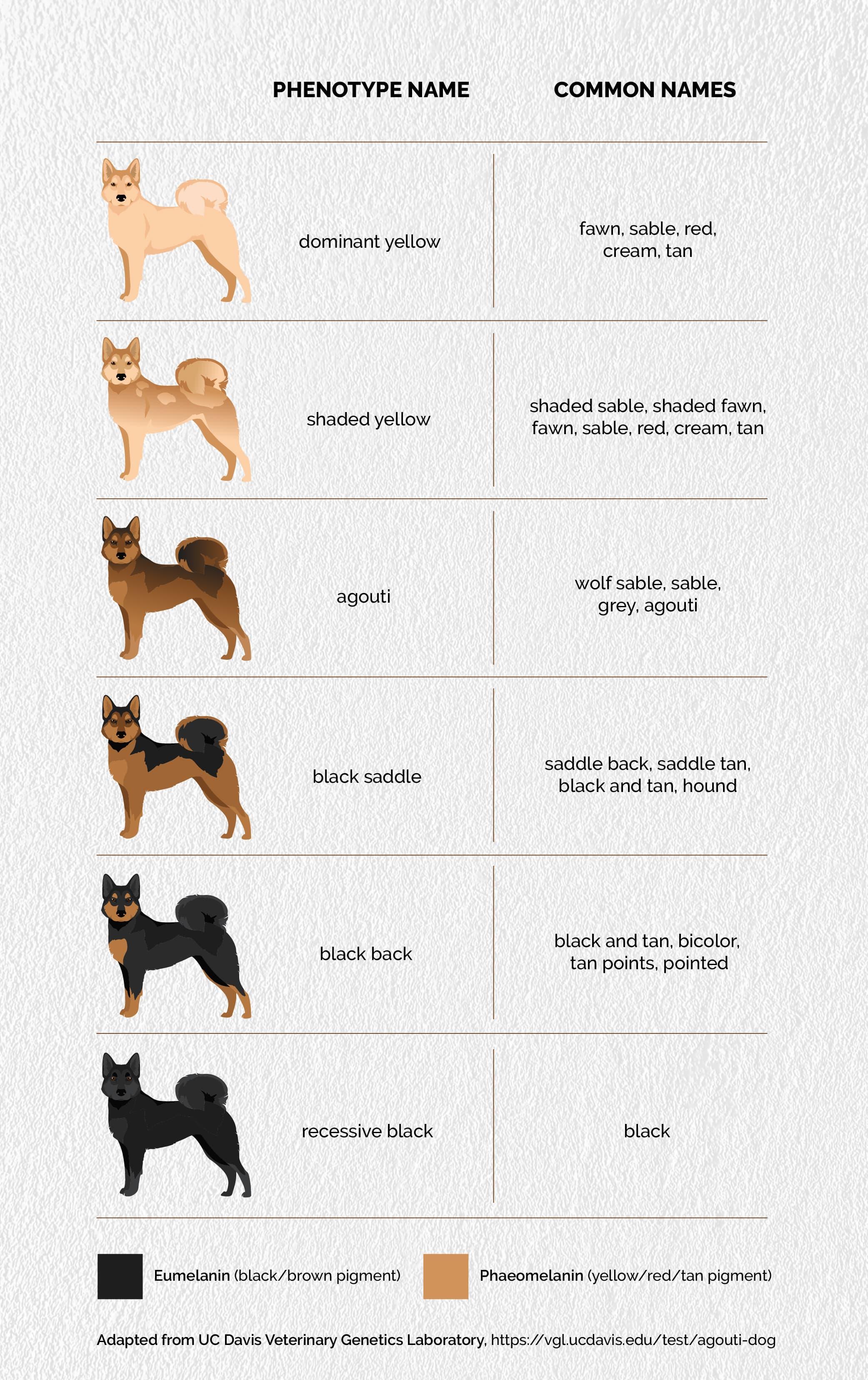 Understanding Your Dogs Coat Type⁢ and⁣ Grooming Needs