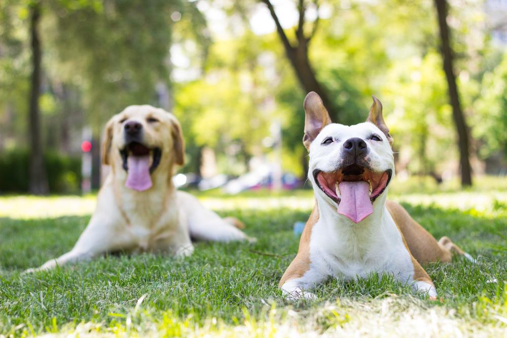 Practical Strategies for Pet-Friendly and Eco-Conscious Parks