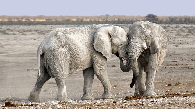 Guidelines for Responsible Pet Policies in Protected Areas