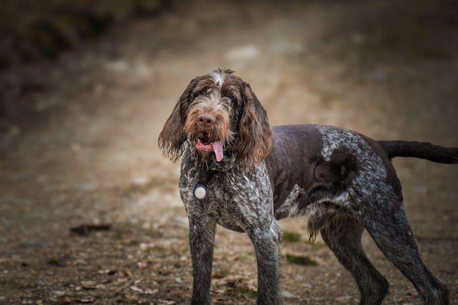 Understanding Your Dogs Coat Type and Grooming Needs