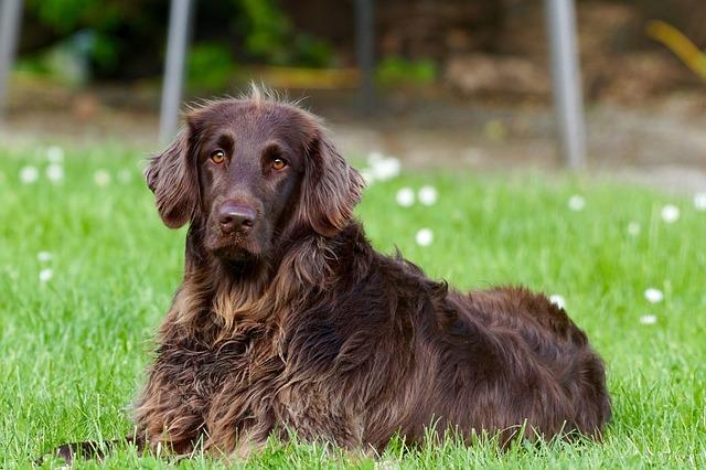 Special Care ⁢Tips ‍for Long-Haired⁣ and Double-Coated Breeds
