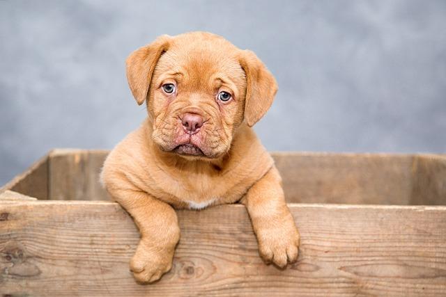 Choosing the Right Tools for Different Dog Breeds