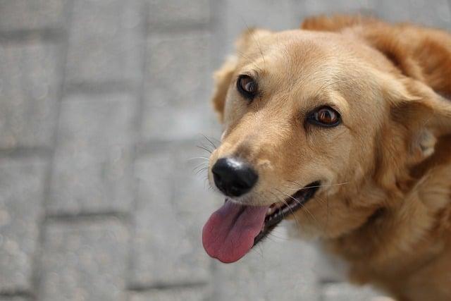 Practical Tips for a Balanced and Nutritious Pet Diet