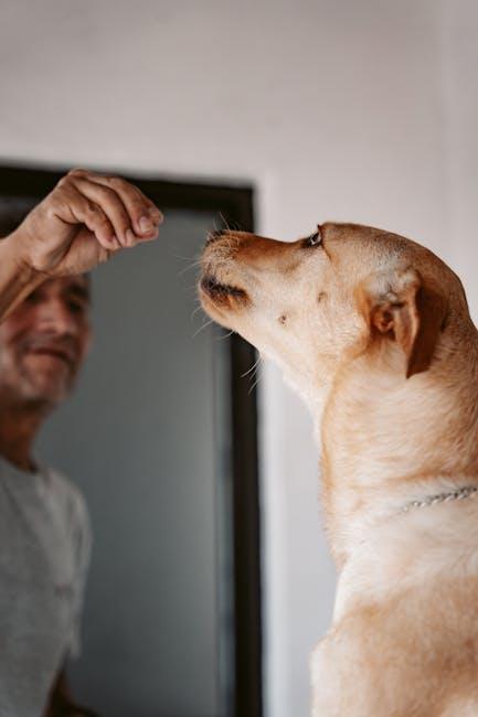 Guiding Your Pet to Respect Furniture: A Warm Training Approach 7 Positive Reinforcement Techniques for Lasting Respect
