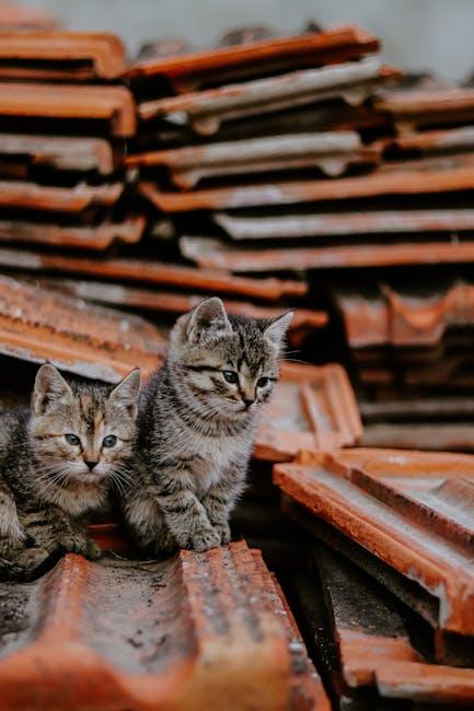 Recognizing Unique ​Behavioral Patterns ​in Rescue Pets