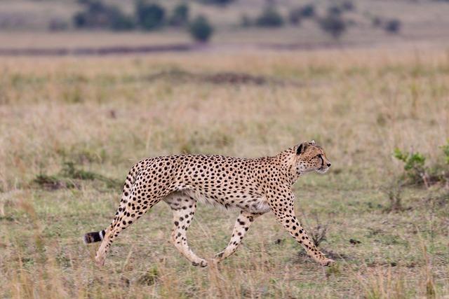 Balancing Visitor Experience with Environmental Preservation