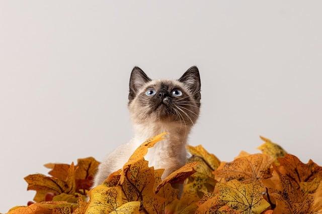 Recognizing Unique Behavioral Traits in Rescue⁤ Pets
