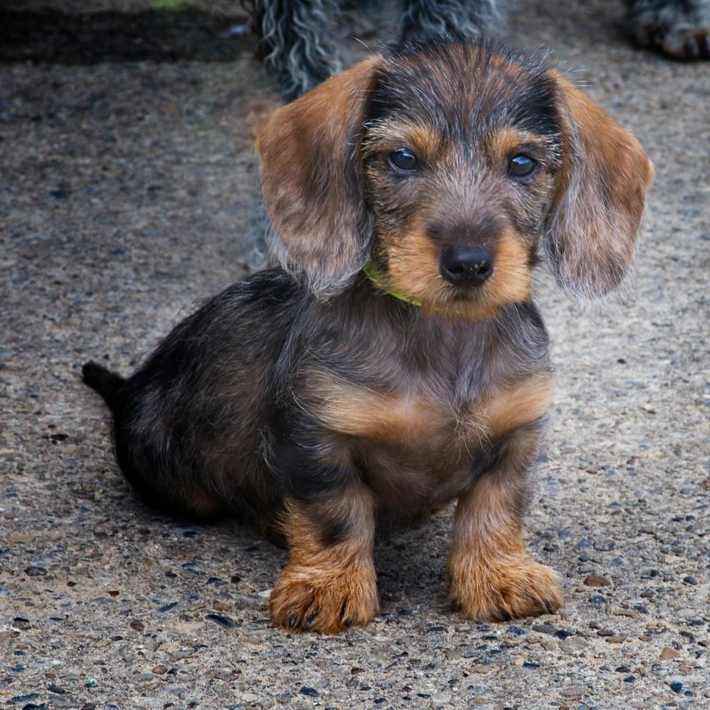 Long-Haired Breeds: Keeping Tangles and Mats at Bay