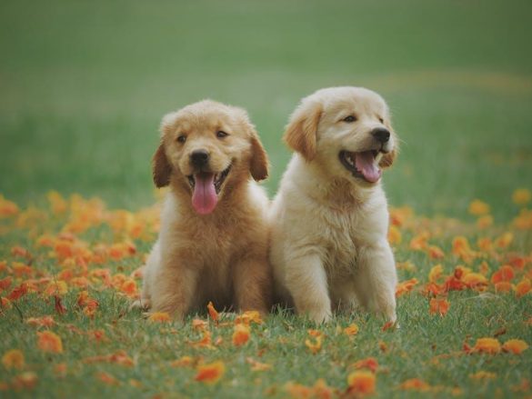 exploring-the-debate-pets-in-national-parks-and-their-impactjpeg Exploring the Debate: Pets in National Parks and Their Impact