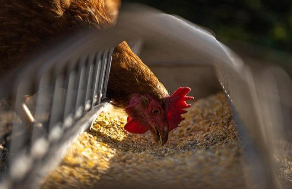 understanding-grain-vs-grain-free-pet-food-a-warm-guidejpg Understanding Grain vs. Grain-Free Pet Food: A Warm Guide