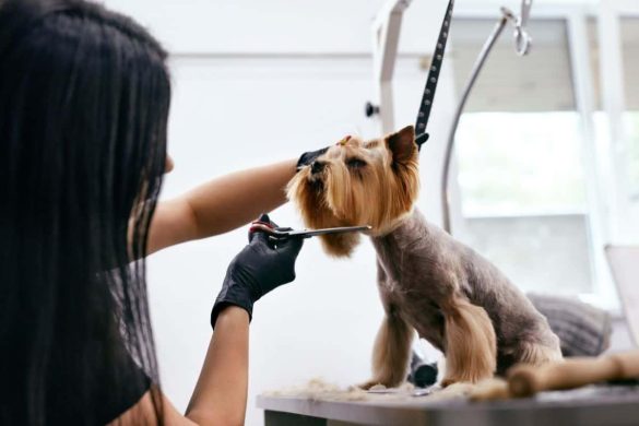 Understanding Grooming Needs: Are Some Dog Breeds Higher Maintenance?