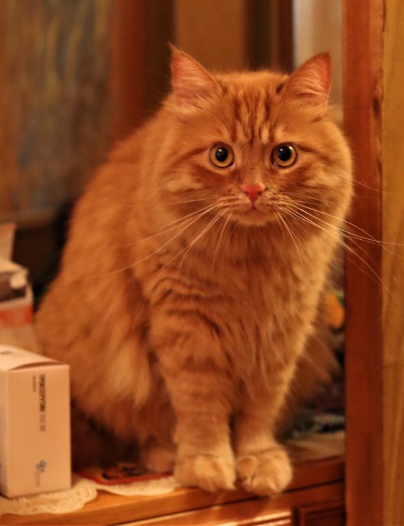 Exploring the Debate: Pets in National Parks—A Balanced Perspective