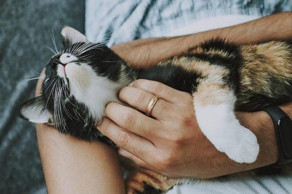Understanding Rescue Pets: Behavioral Insights and Comparisons