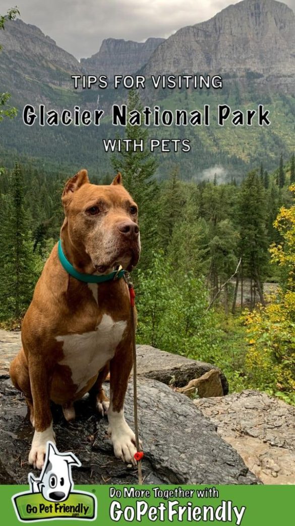 Exploring the Pros and Cons of Banning Pets in National Parks