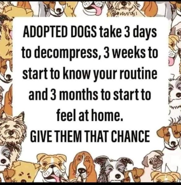 Understanding Rescue Pets: Comparing Behavior with Purchased Pets