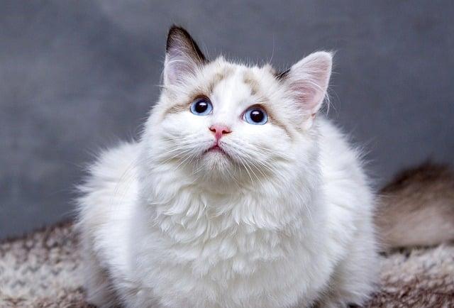 Creating a Skin-Friendly Meal Plan for Your Pet