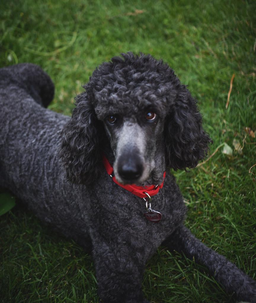 Long-Haired⁤ Breeds:⁣ Essential Grooming Techniques and ⁤Frequency