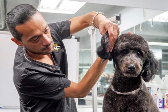 Understanding Why Some Dog Breeds Need More Frequent Grooming