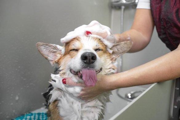 Understanding Grooming Needs: Why Some Breeds Need Extra Care
