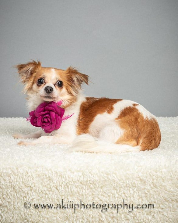 Understanding Rescue Pets: Comparing Behavioral Traits with Purchased Pets