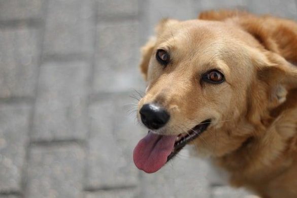 Exploring Pet Policies: Balancing Nature and Furry Companions