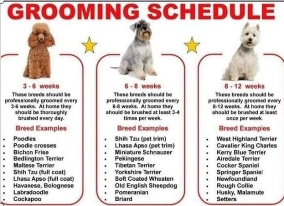 How to Tailor Grooming Schedules for Different Dog Breeds