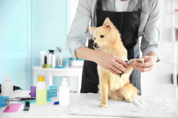 Understanding Grooming Needs: Do Some Breeds Require More Care?