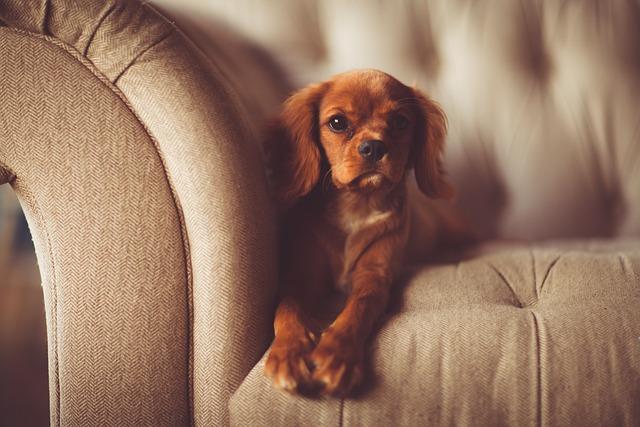 Positive⁤ Reinforcement⁣ Techniques‍ for Furniture Respect